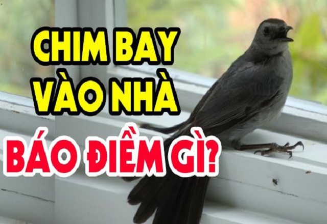 Chim Bay Vào Nhà Đánh Con Gì – Lý Giải Từ Chuyên Gia Phong Thủy